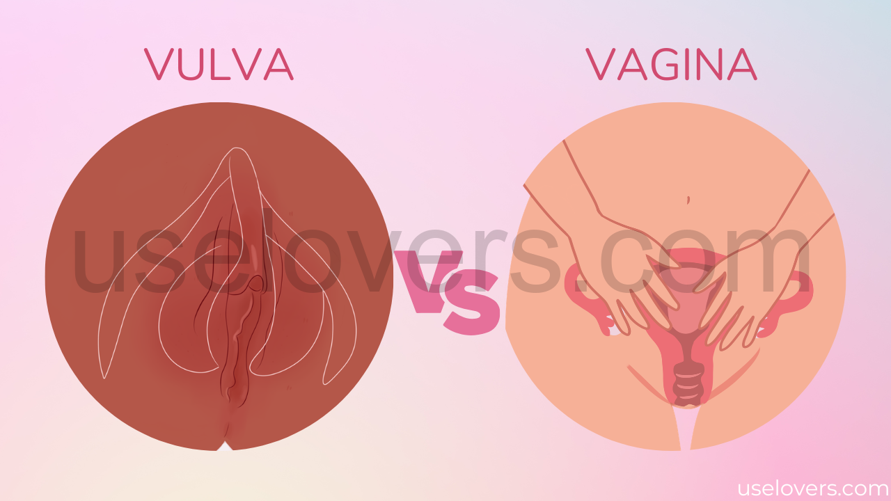 Ilustração para mostrar o que é a vulva e o que é a vagina