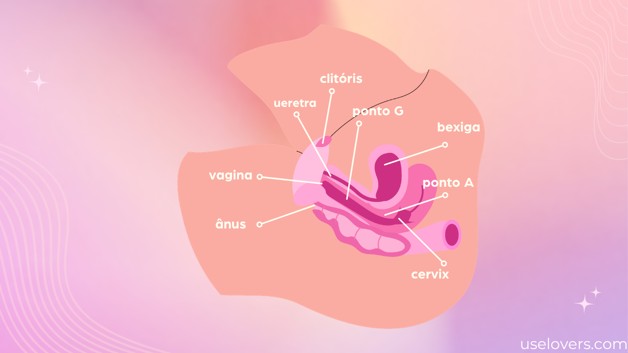 imagem anatomica da vagina mostrando ponto g