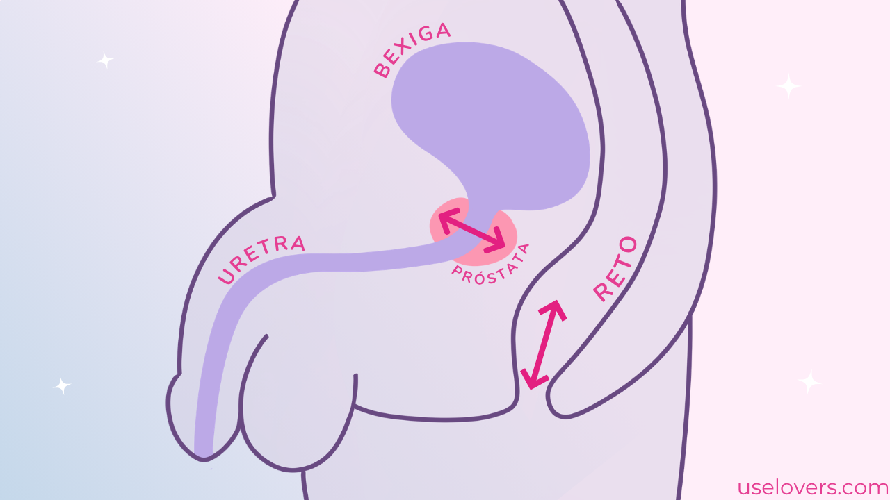 pelvis masculina indicando onde fica próstata