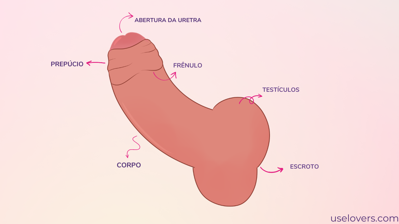 anatomia básica do pênis