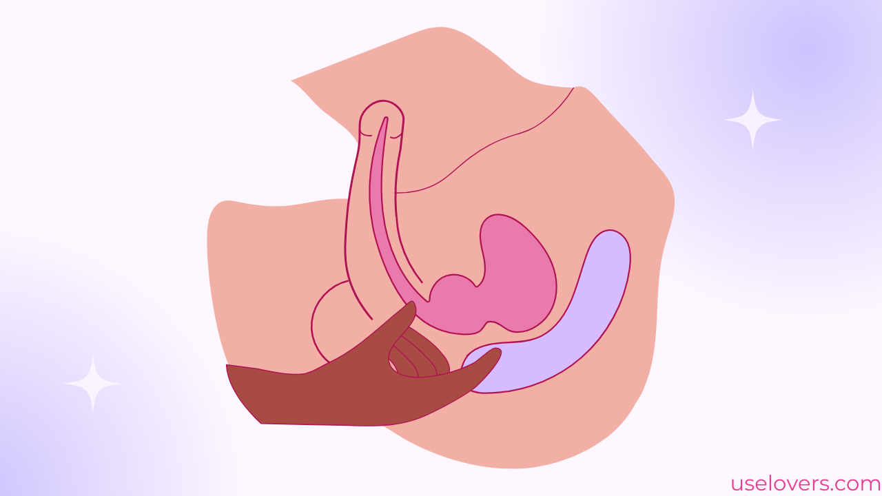 pelvis dividida mostrando anatomicanmente prósta e canal anal