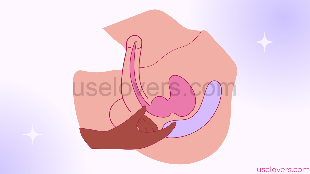 pelvis dividida mostrando anatomicanmente prósta e canal anal