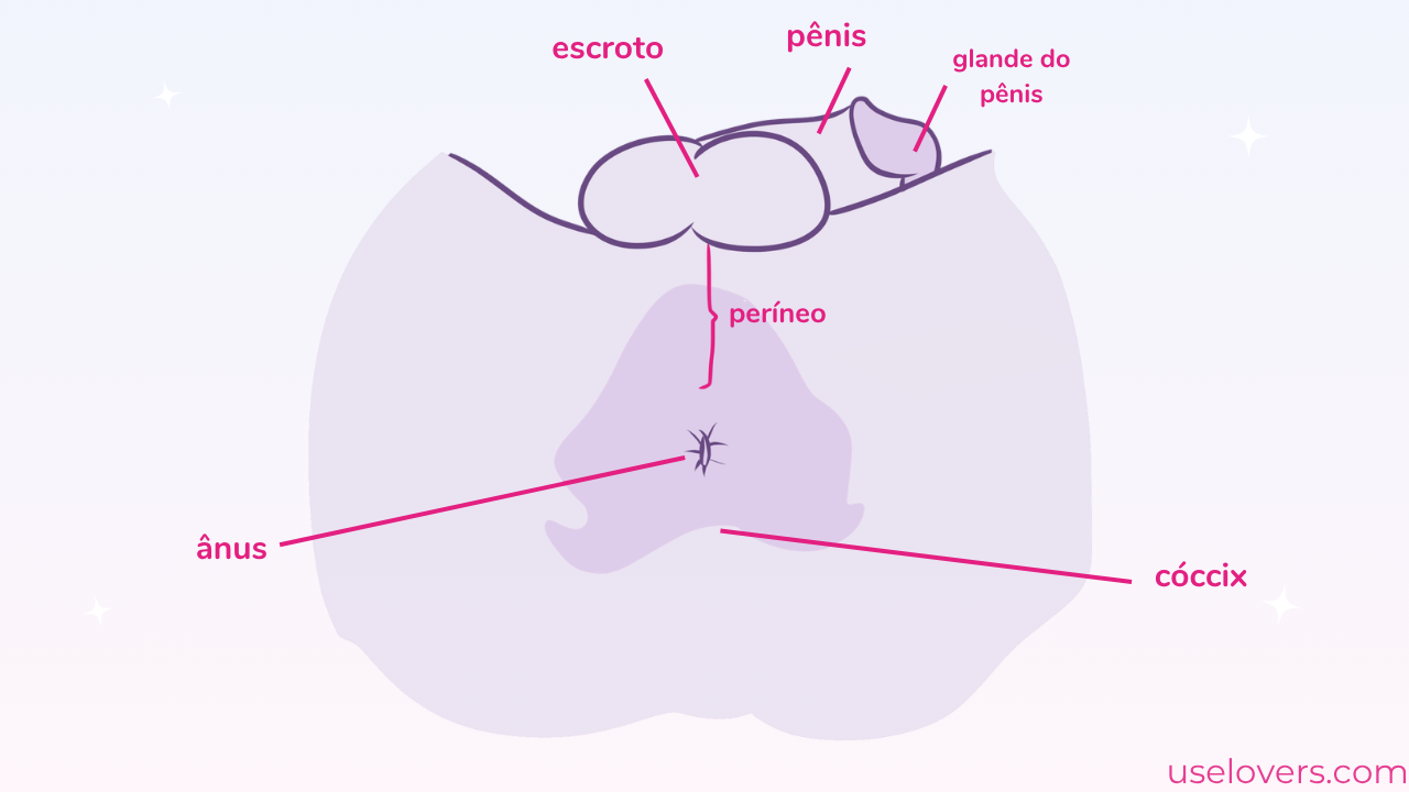 Pélvis masculina vista debaixo, para mostrar a região do períneo