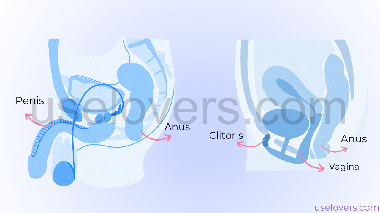anatomia do ânus feminino e masculino
