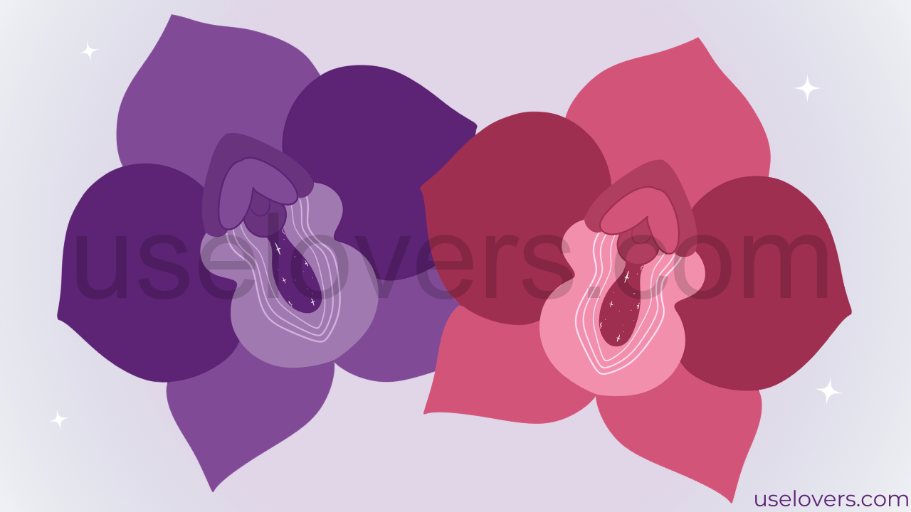 Ilustração de duas flores que remetem a anatomia da vulva